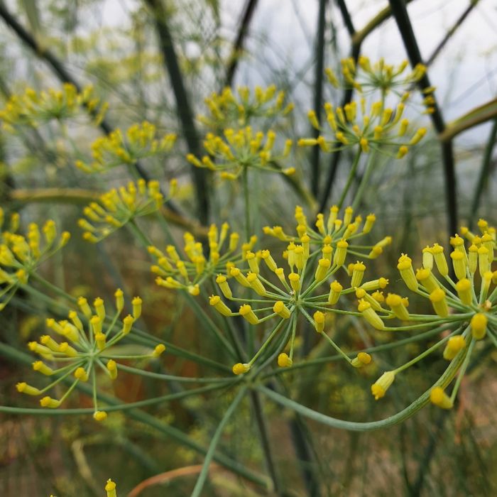 Fenchel\u0020\u0028Foeniculum\u0020vulgare\u0029\u0020