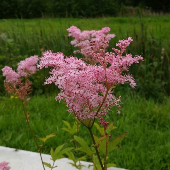 Hohes\u0020M\u00E4des\u00FC\u00DF\u0020\u0028Filipendula\u0020rubra\u0020\u0029\u0020Venusta