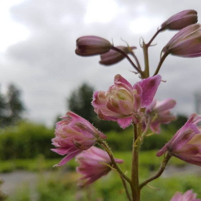 Rittersporn\u0020\u0028Delphinium\u0020elatum\u00A0\u0029\u0020Highlander\u0020Flamenco