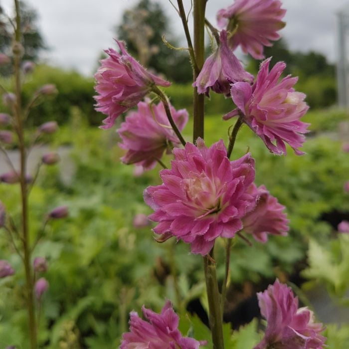 Rittersporn\u0020\u0028Delphinium\u0020elatum\u00A0\u0029\u0020Highlander\u0020Flamenco