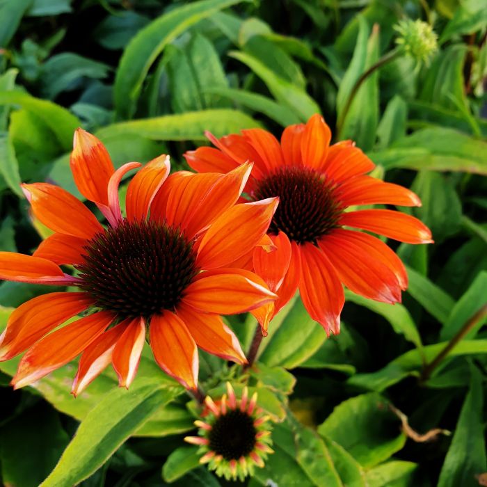 Sonnenhut\u0020\u0028Echinacea\u0029\u0020Flamingo