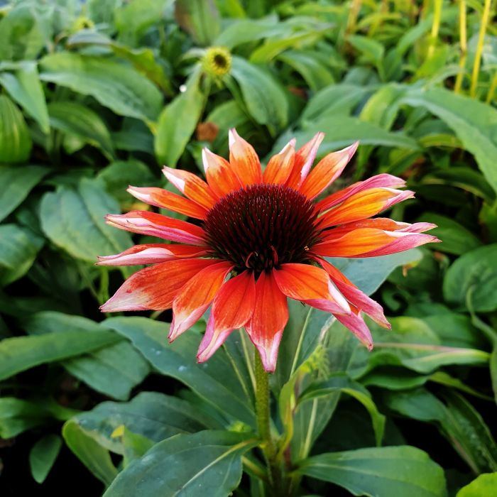 Sonnenhut\u0020\u0028Echinacea\u0029\u0020Flamingo