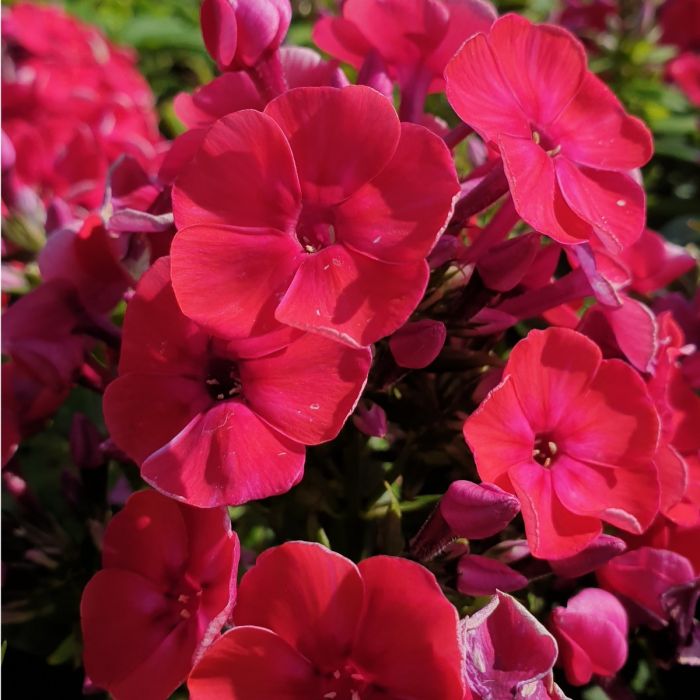 Flammenblume\u0020\u0028Phlox\u0020paniculata\u0029\u0020FLAME\u0020Red