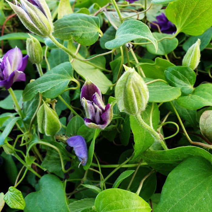 Waldrebe\u0020\u0028Clematis\u0020hybrida\u0029\u0020Franziska\u0020Maria\u2122