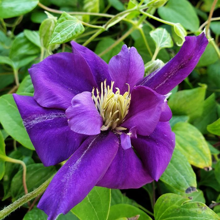 Waldrebe\u0020\u0028Clematis\u0020hybrida\u0029\u0020Franziska\u0020Maria\u2122