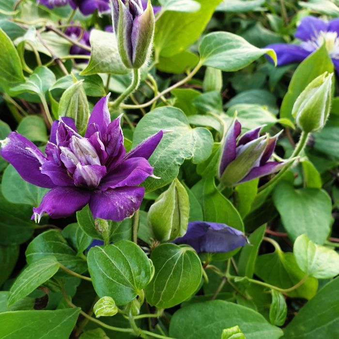 Waldrebe\u0020\u0028Clematis\u0020hybrida\u0029\u0020Franziska\u0020Maria\u2122