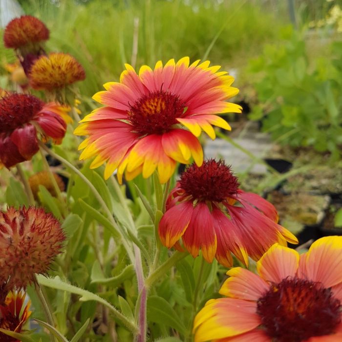 Kokardenblume\u0020\u0028Gaillardia\u0020aristata\u0020\u0029\u0020Kobold