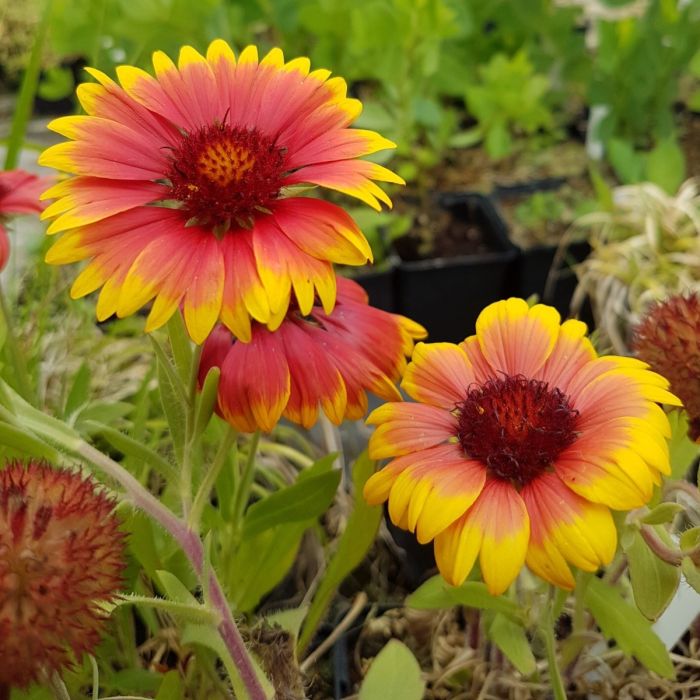 Kokardenblume\u0020\u0028Gaillardia\u0020aristata\u0020\u0029\u0020Kobold