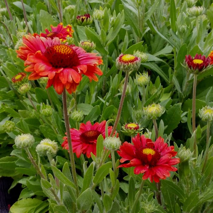 Rote\u0020Kokardenblume\u0020\u0028Gaillardia\u0020aristata\u0029\u0020Burgunder