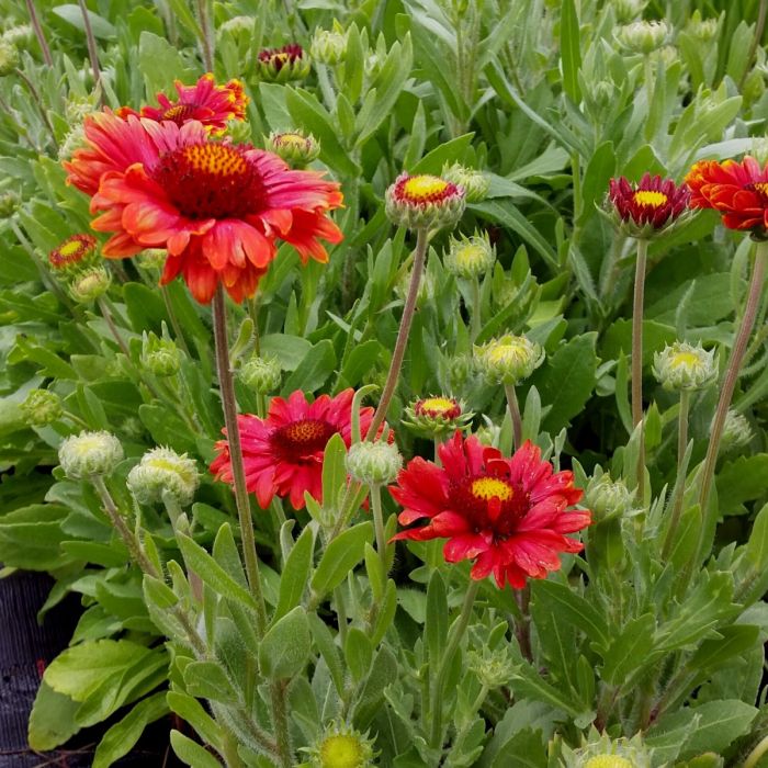 Rote\u0020Kokardenblume\u0020\u0028Gaillardia\u0020aristata\u0029\u0020Burgunder