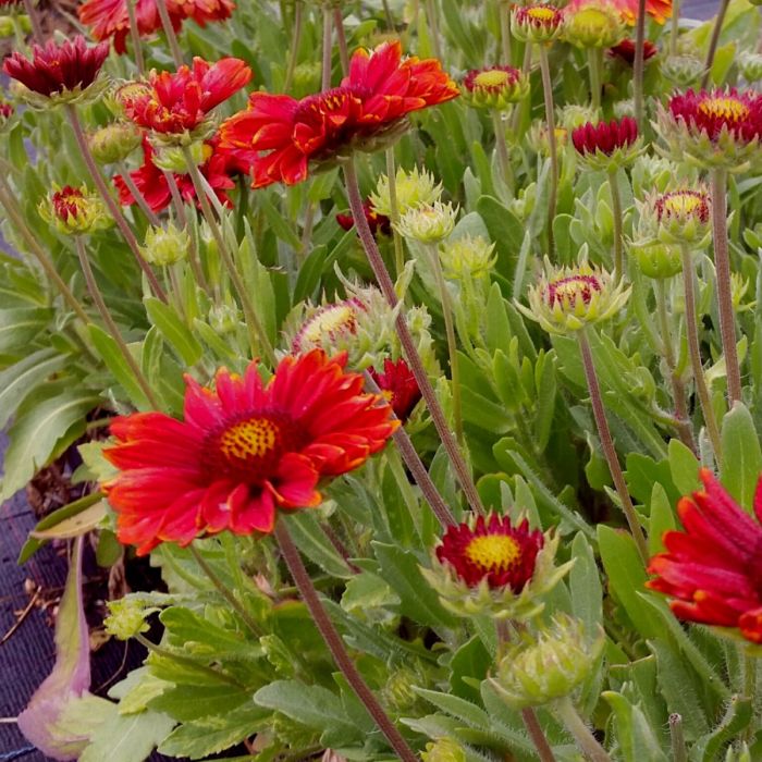 Rote\u0020Kokardenblume\u0020\u0028Gaillardia\u0020aristata\u0029\u0020Burgunder