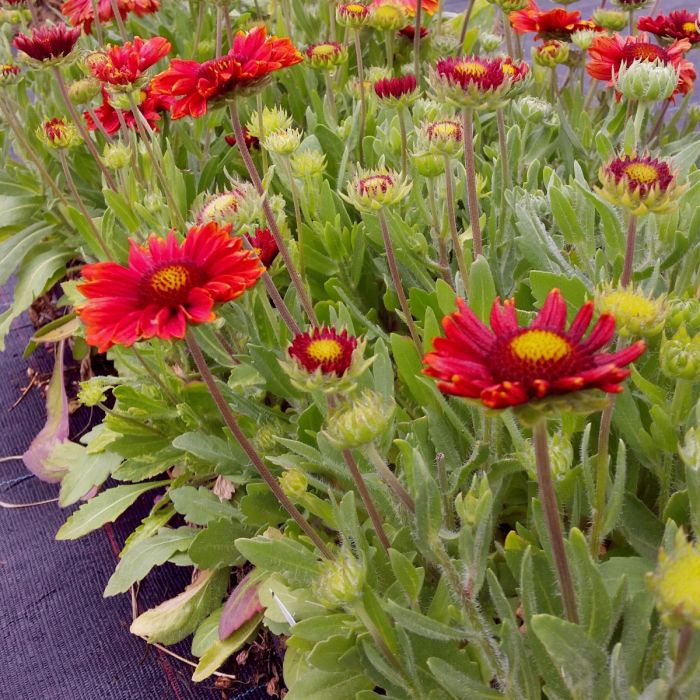 Rote\u0020Kokardenblume\u0020\u0028Gaillardia\u0020aristata\u0029\u0020Burgunder