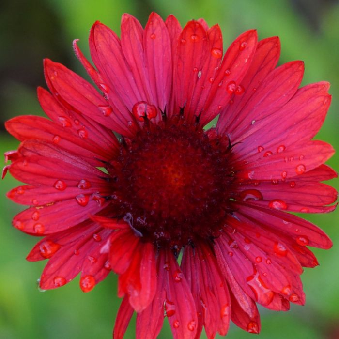 Rote\u0020Kokardenblume\u0020\u0028Gaillardia\u0020aristata\u0029\u0020Burgunder