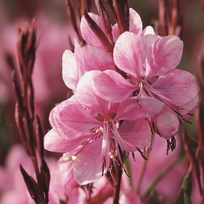 Prachtkerze\u0020\u0028Gaura\u0020lindheimerii\u0029\u0020Lillipop\u0020Pink