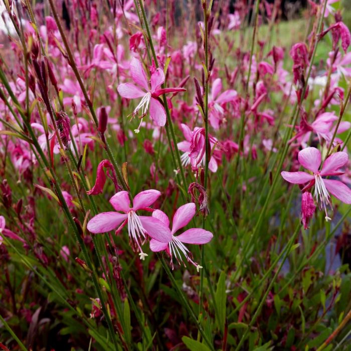 Prachtkerze\u0020\u0028Gaura\u0020lindheimerii\u0020\u0029\u0020PINK\u0020DWARF