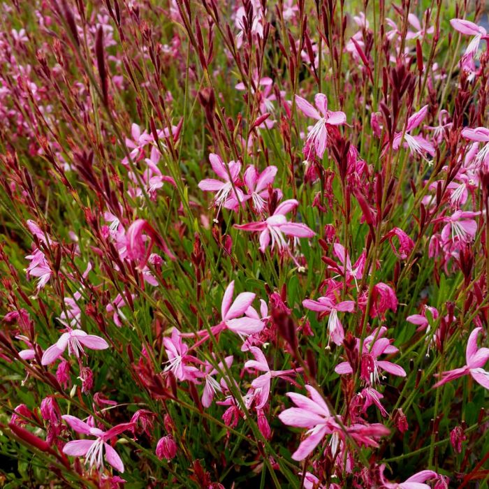 Prachtkerze\u0020\u0028Gaura\u0020lindheimerii\u0020\u0029\u0020PINK\u0020DWARF