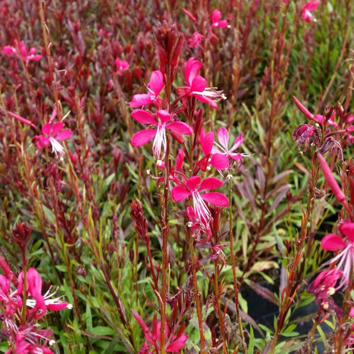 Prachtkerze\u0020\u0028Gaura\u0020lindheimerii\u0020\u0029\u0020PINK\u0020DWARF