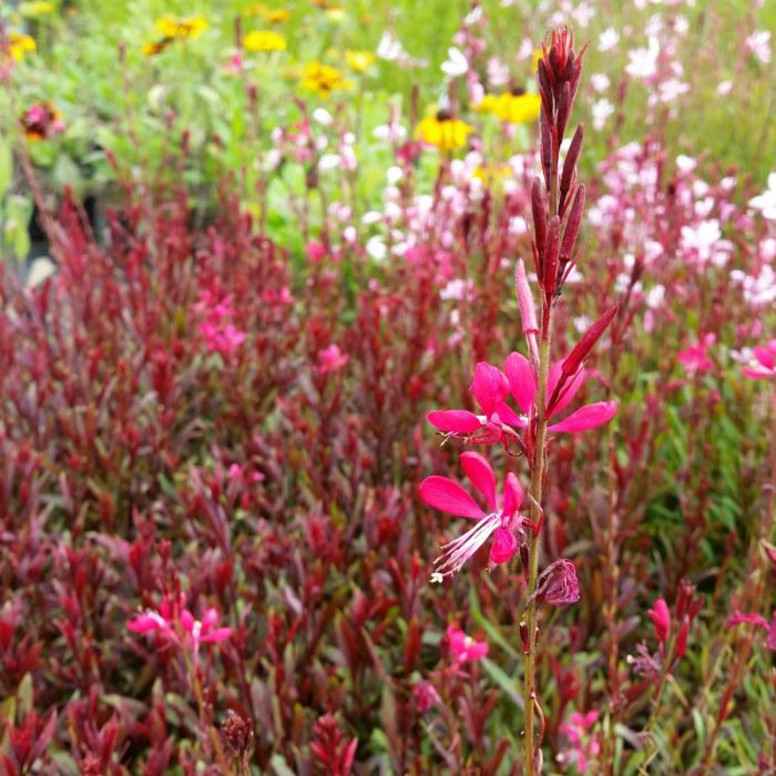 Prachtkerze\u0020\u0028Gaura\u0020lindheimerii\u0020\u0029\u0020PINK\u0020DWARF