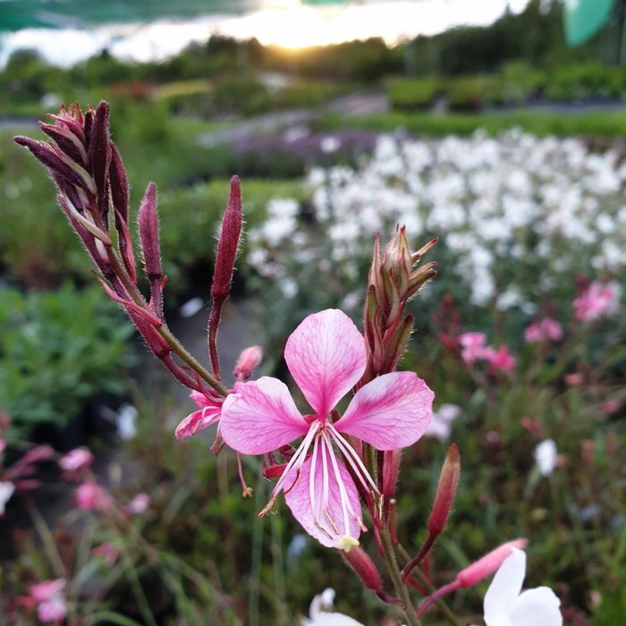 Prachtkerze\u0020\u0028Gaura\u0020lindheimerii\u0029\u0020Siskiyou\u0020Pink