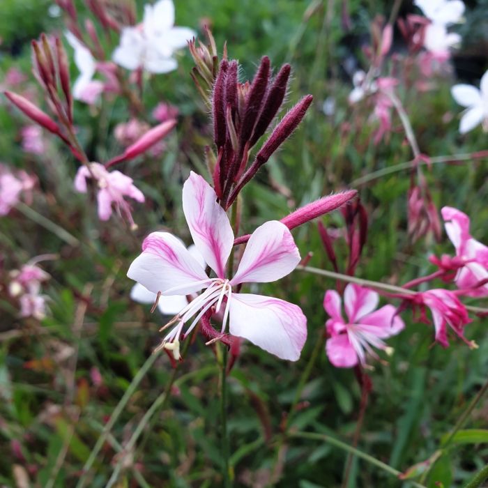 Prachtkerze\u0020\u0028Gaura\u0020lindheimerii\u0029\u0020Siskiyou\u0020Pink