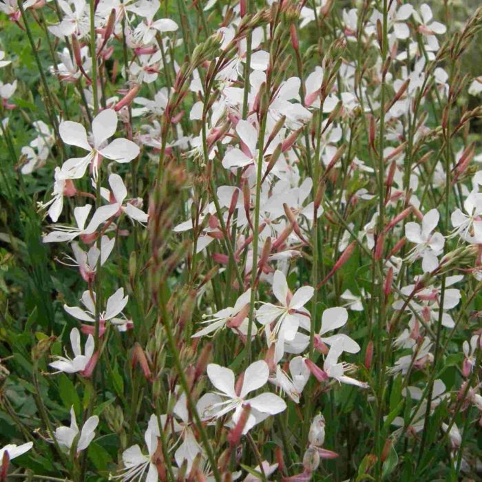 Prachtkerze\u0020\u0028Gaura\u0020lindheimerii\u0029\u0020Elurra