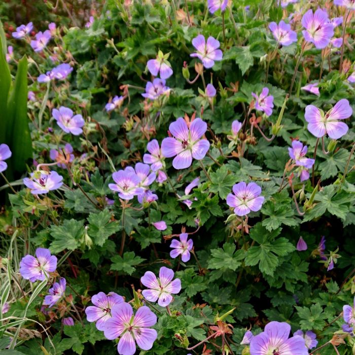 Garten\u002D\u0020Storchschnabel\u0020\u0028Geranium\u0020wallichianum\u0029\u0020Buxton\u0027s\u0020Blue