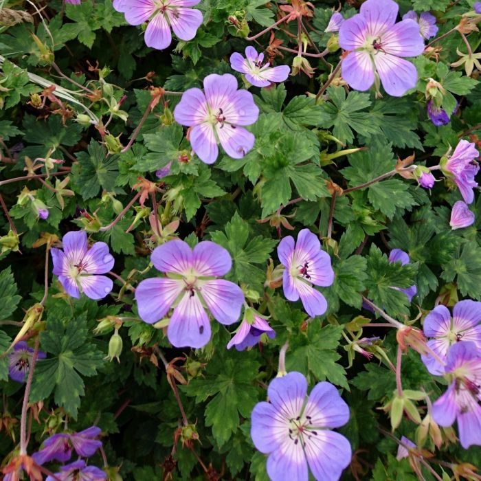 Garten\u002D\u0020Storchschnabel\u0020\u0028Geranium\u0020wallichianum\u0029\u0020Buxton\u0027s\u0020Blue