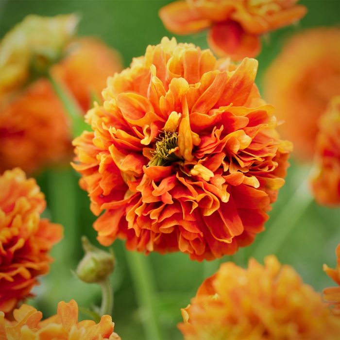 Nelkenwurz\u0020\u0028Geum\u0029\u0020Orange\u0020Pumpkin\u0020