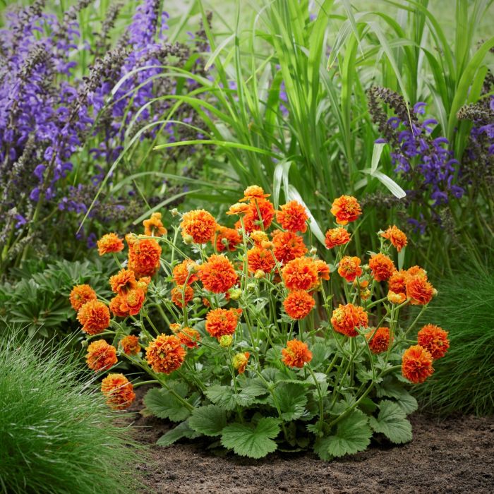 Nelkenwurz\u0020\u0028Geum\u0029\u0020Orange\u0020Pumpkin\u0020