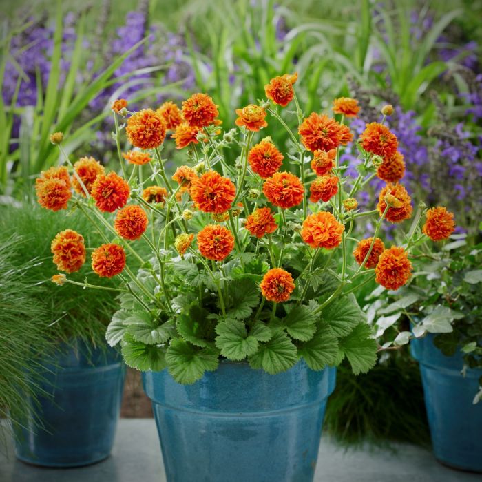 Nelkenwurz\u0020\u0028Geum\u0029\u0020Orange\u0020Pumpkin\u0020