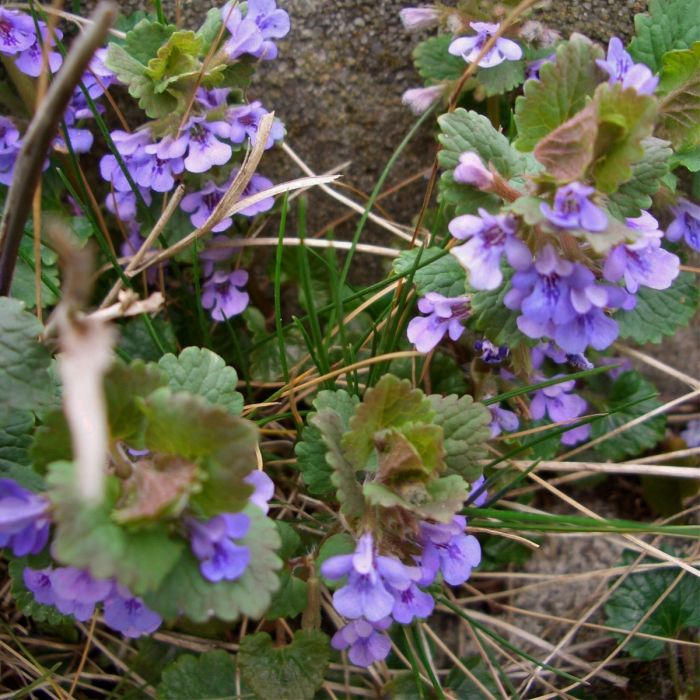 Gundermann\u0020\u0028Glechoma\u0020hederacea\u0029