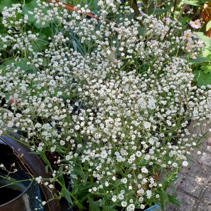 Niedriges\u0020Schleierkraut\u0020\u0028Gypsophila\u0020paniculata\u0029\u0020FESTIVAL\u0020White\u0020Flare