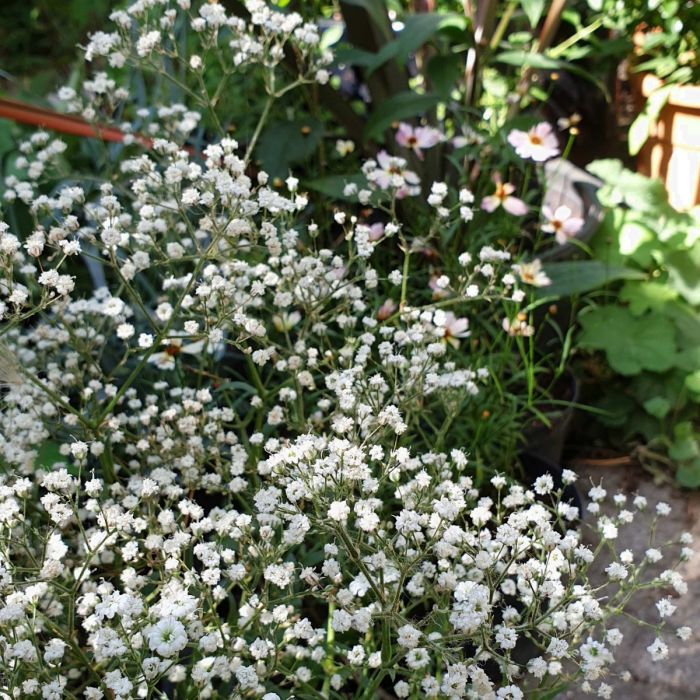 Niedriges\u0020Schleierkraut\u0020\u0028Gypsophila\u0020paniculata\u0029\u0020FESTIVAL\u0020White\u0020Flare