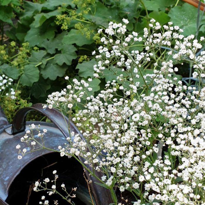 Niedriges\u0020Schleierkraut\u0020\u0028Gypsophila\u0020paniculata\u0029\u0020FESTIVAL\u0020White\u0020Flare