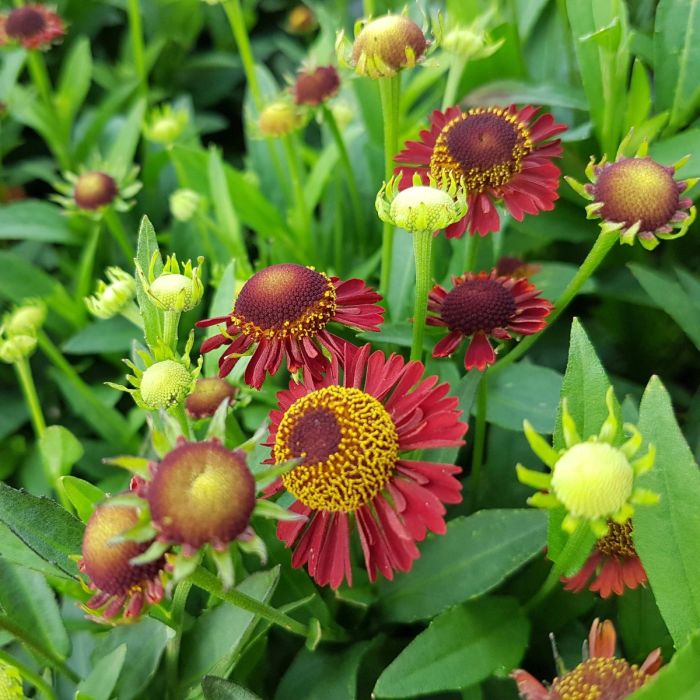 Sonnenbraut\u0020\u0028Helenium\u0020hybride\u0029\u0020Ruby\u0020Tuesday