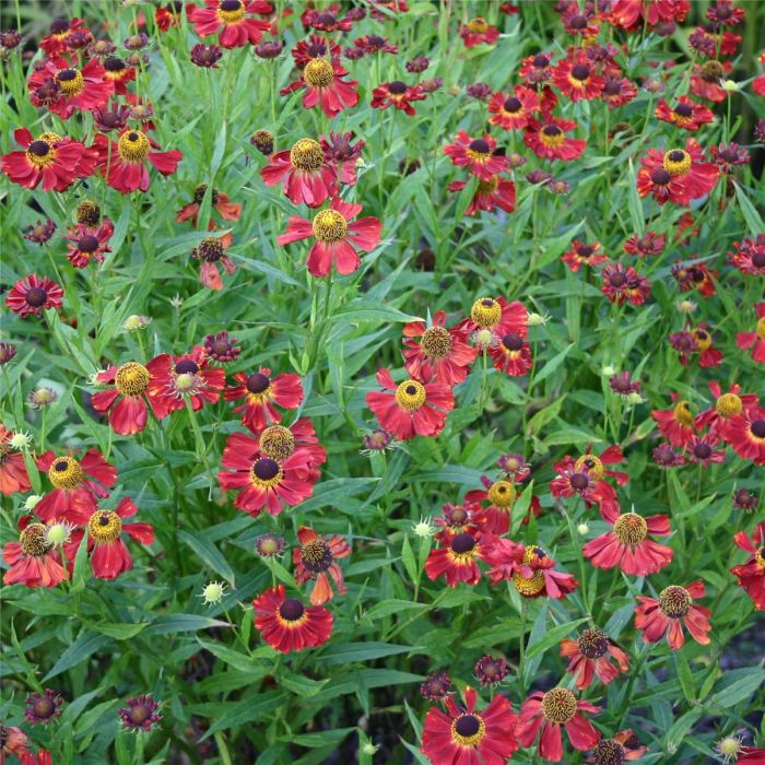 Sonnenbraut\u0020\u0028Helenium\u0029\u0020Rubinzwerg