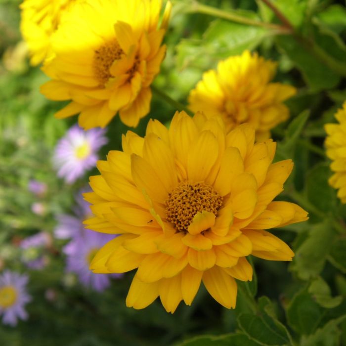 Sonnenauge\u0020\u0028Heliopsis\u0020helianthoides\u0020var.\u0020scabra\u0029\u0020Summer\u0020Sun