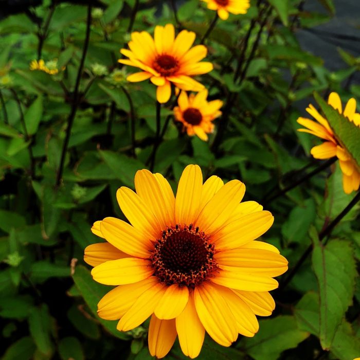 Sonnenauge\u0020\u0028Heliopsis\u0020helianthoides\u0029\u0020Punto\u0020Rosso