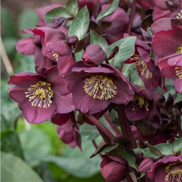 Christrose\u0020\u0028Helleborus\u0029\u0020Frostkiss\u0020Vibey\u0020Velvet