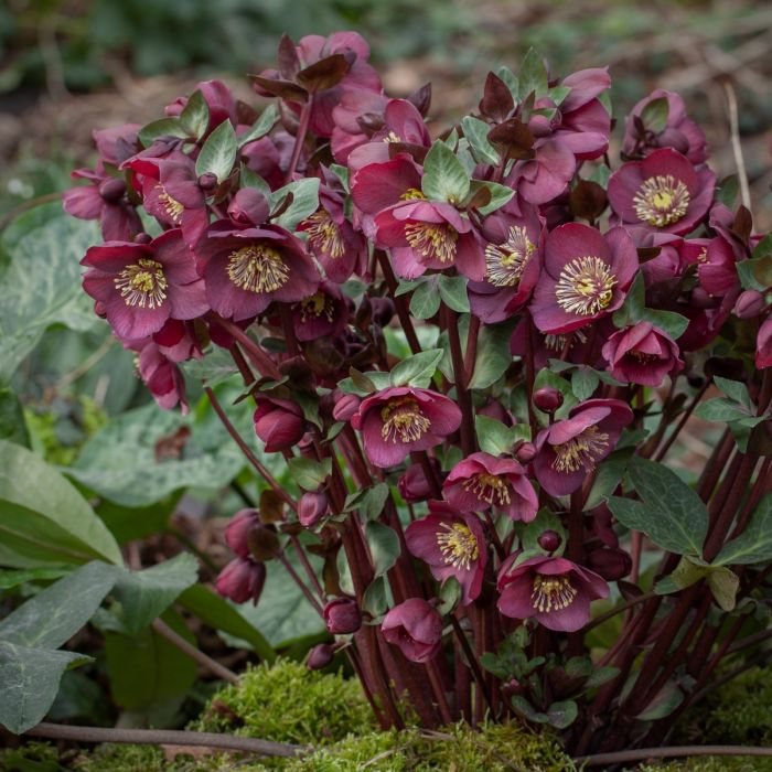 Christrose\u0020\u0028Helleborus\u0029\u0020Frostkiss\u0020Vibey\u0020Velvet