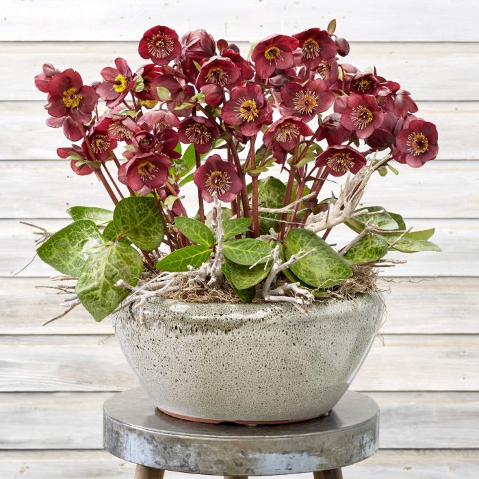 Christrose\u0020\u0028Helleborus\u0029\u0020Frostkiss\u0020Vibey\u0020Velvet