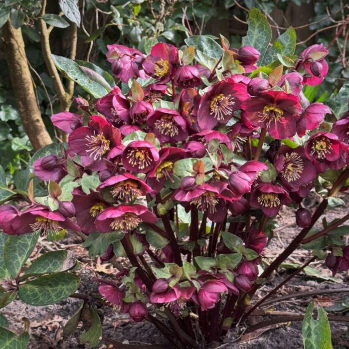 Christrose\u0020\u0028Helleborus\u0029\u0020Frostkiss\u0020Vibey\u0020Velvet