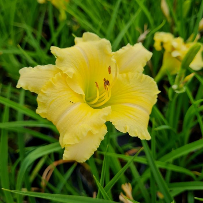 Remontierende\u0020Zwerg\u002DTaglilie\u0020\u0028Hemerocallis\u0029\u0020EVERY\u0020DAYLILY\u0020Cream