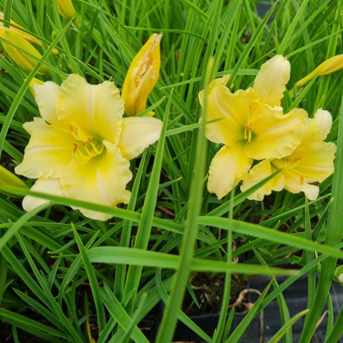 Remontierende\u0020Zwerg\u002DTaglilie\u0020\u0028Hemerocallis\u0029\u0020EVERY\u0020DAYLILY\u0020Cream