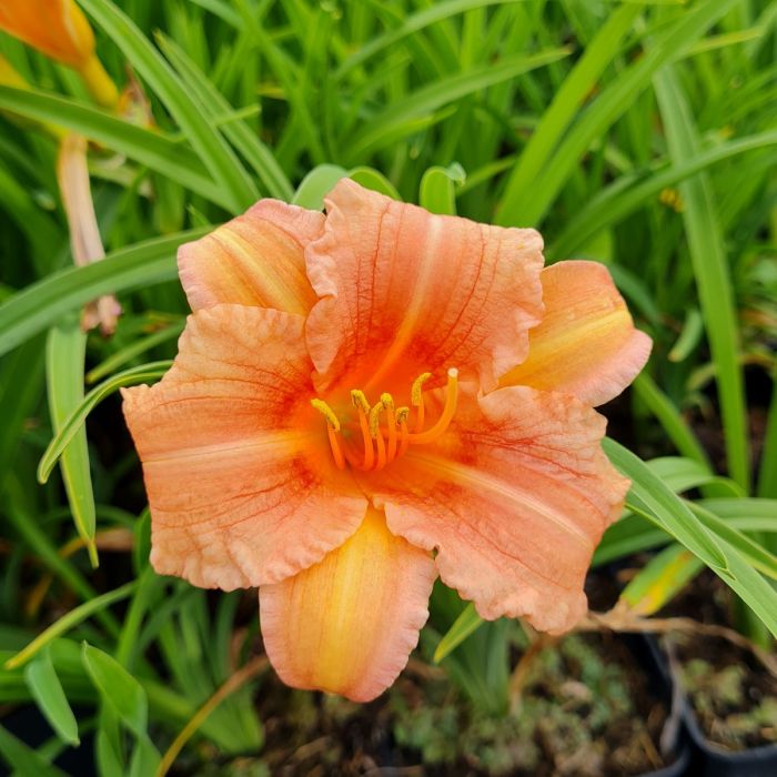 Remontierende\u0020Zwerg\u002DTaglilie\u0020\u0028Hemerocallis\u0029\u0020EVERY\u0020DAYLILY\u0020Pink\u0020Wing