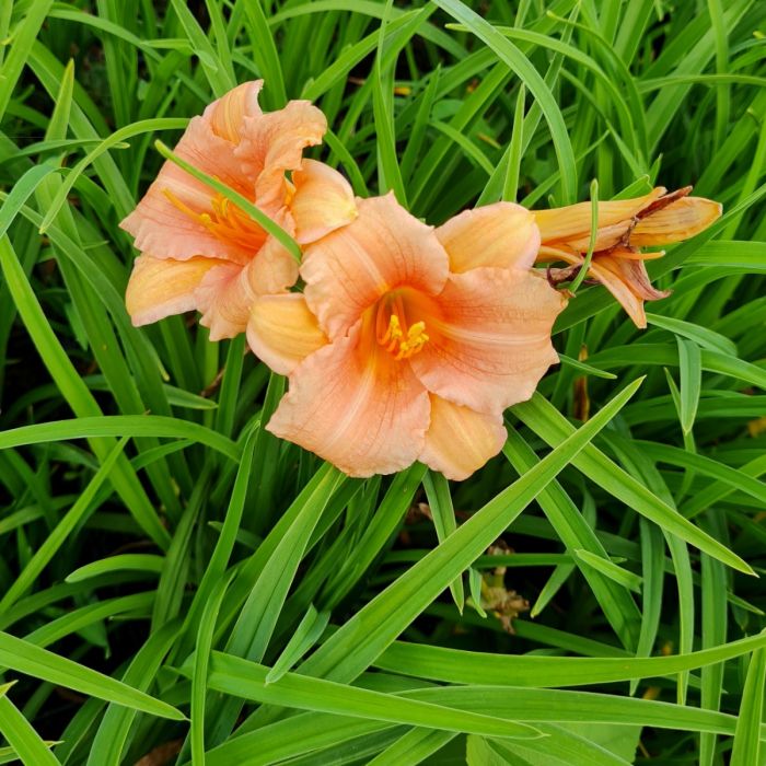 Remontierende\u0020Zwerg\u002DTaglilie\u0020\u0028Hemerocallis\u0029\u0020EVERY\u0020DAYLILY\u0020Pink\u0020Wing