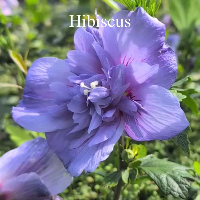 Echter\u0020Roseneibisch\u0020\u0028Hibiscus\u0020syriacus\u0029\u0020Blue\u0020Chiffon