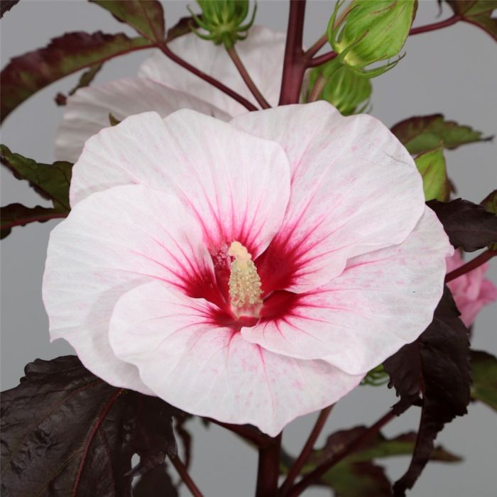 Riesen\u002DHibiskus\u0020\u0028Hibiscus\u0020moscheutos\u0029\u0020CAROUSEL\u0020Jolly\u0020Heart\u00AE