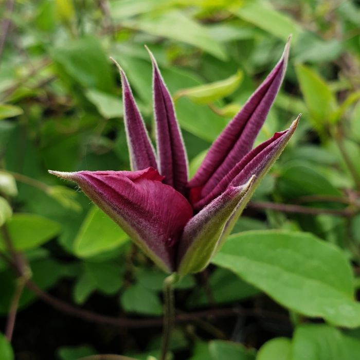 Waldrebe\u0020\u0028Clematis\u0020hybrida\u0029\u0020Hisako\u2122