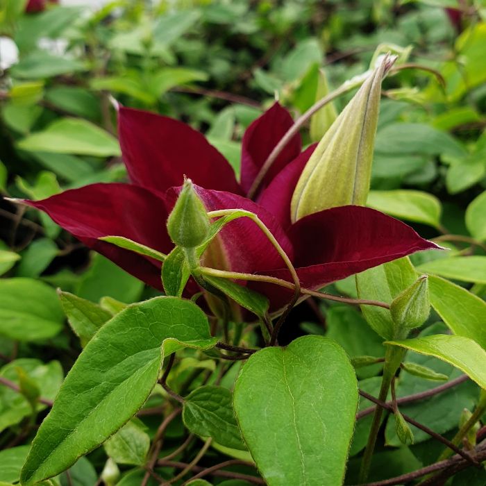 Waldrebe\u0020\u0028Clematis\u0020hybrida\u0029\u0020Hisako\u2122